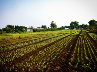Israeli Farmland with Crops and Drip Irrigation System