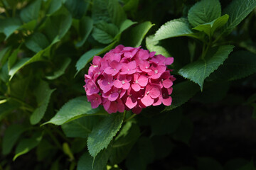 Magenta Hydrangea Flower in Bloom Under Sunlight