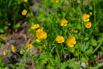 白馬岳のミヤマキンポウゲ01