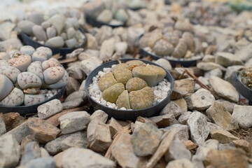 Unique Lithops Living Stones Succulent in Natural Rocky Garden Setting