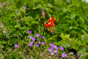 白馬岳のクルマユリ01