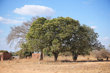 Obraz premium 아프리카 나무