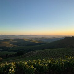 Naklejka premium vineyard at sunset