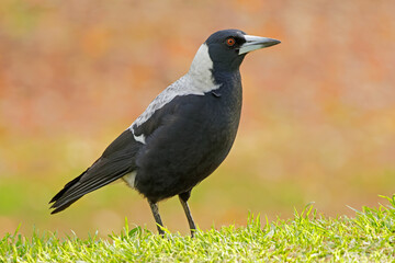 A female Australian magpie (Gymnorhina tibicen) in natural habitat, South Australia