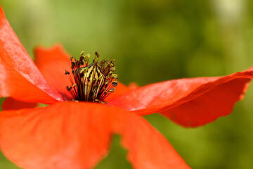 Red poppy with pollen. A macro shot of a vibrant red poppy flower, with its delicate petals and a center filled with an abundance of yellow pollen, a detailed view of its natural beauty.