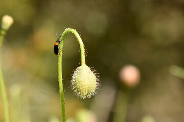 Obraz premium Black beetle on poppy bud. A macro shot of a black beetle with a red head resting on a fuzzy green poppy bud. 