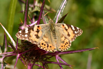  A beautiful painted lady butterfly with its wings spread wide, resting on a vibrant purple thistle flower. A detailed macro shot showcasing nature's delicate beauty.