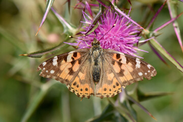 Obraz premium A beautiful painted lady butterfly with its wings spread wide, resting on a vibrant purple thistle flower. A detailed macro shot showcasing nature's delicate beauty.