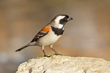 A male Cape sparrow (Passer melanurus) perched on a rock, South Africa