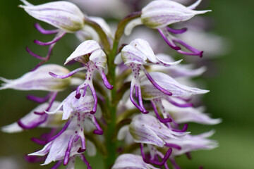 A close-up shot of a monkey orchid, showcasing the intricate details of the purple and white petals...