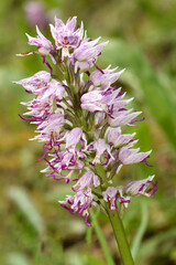 A full-length view of a blooming monkey orchid in its natural habitat, with a blurred green background, highlighting its unique shape and delicate purple and white markings.
