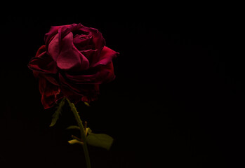 A single, withered red rose on a black background, representing a sense of loss, sadness, and the passing of time, with a dramatic and melancholic mood.