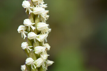 A shallow-depth-of-field photograph of a neotinea maculata orchid, focusing on a vertical cluster of delicate white florets against a soft, blurred green background.