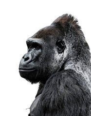 Obraz premium A majestic gorilla in profile, displaying powerful features and a contemplative expression against a black background.