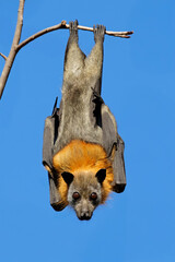 A grey-headed flying fox (Pteropus poliocephalus) hanging in a tree during the day, South Australia