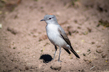 sleepyhead with a reddish neck