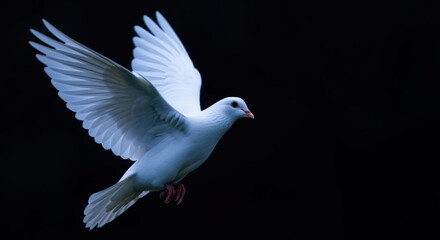 Obraz premium Graceful White Dove in Flight Against a Dark Background, Symbolizing Peace, Hope, and Spiritual Freedom