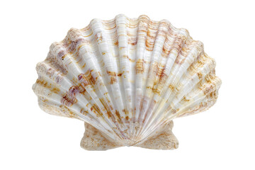 Obraz premium A shell with a white and brown pattern