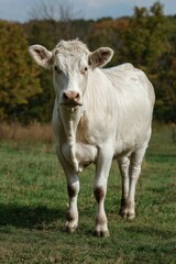 A white cow stands in a grassy field, facing the camera.  Autumnal foliage is visible in the background