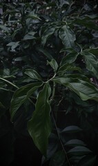 rain in the forest, plant leaves 