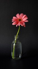 gerbera flower in the bottle 