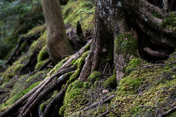 生命力あふれる木の根と苔