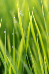 朝露に濡れる稲穂