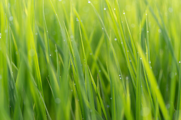 朝露に濡れる稲穂