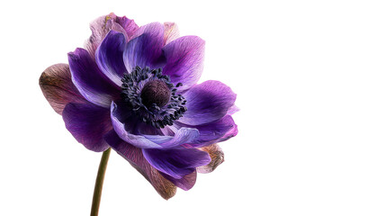 Obraz premium Anemone flower in violet tones