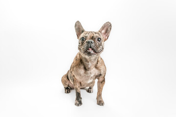 perro fondo blanco