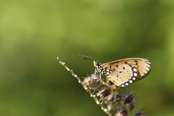 Close-up of a tawny coster butterfly (Acraea terpsichore) perched on dried wildflowers with a soft green background in natural sunlight.