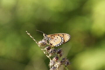 Close-up of a tawny coster butterfly (Acraea terpsichore) perched on dried wildflowers with a soft green background in natural sunlight.