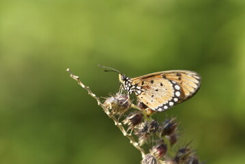 Close-up of a tawny coster butterfly (Acraea terpsichore) perched on dried wildflowers with a soft green background in natural sunlight.