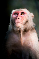 Close-up of a Rhesus macaque with red face and intense gaze, detailed wildlife portrait in natural habitat.