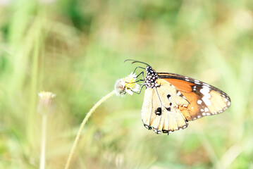 Close-up of a tawny coster butterfly (Acraea terpsichore) perched on dried wildflowers with a soft green background in natural sunlight.