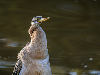 Australasian Darter With Tightly Twisted Neck