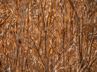 Fototapeta premium Golden Light Through Dry Reeds