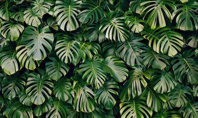 Lush green monstera plant leaves tropical jungle botanical background