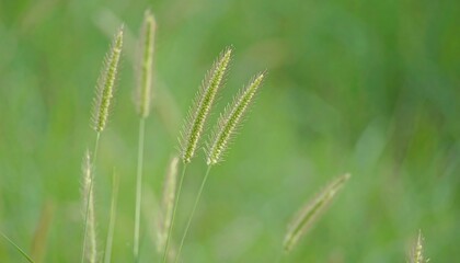 Close-up of blades of grass in a field