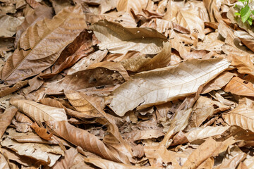 Dry leaves of cocoa trees fall and cover the ground.