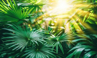Obraz premium Lush palm leaves in radiant sunlight botanical tranquility background