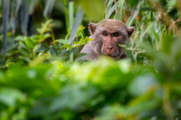 Rhesus Macaque - Macaca mulatta, portrait of beautiful popular primate endemic in Central and...