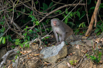 Rhesus Macaque - Macaca mulatta, portrait of beautiful popular primate endemic in Central and...