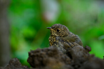 junges Rotkehlchen (Ästling) // young robin (Erithacus rubecula) 