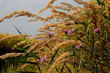 Dzikie trawy © Studio Roslyn