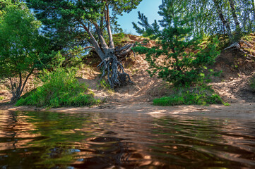 The pine tree grows on the edge of a cliff on the riverbank.