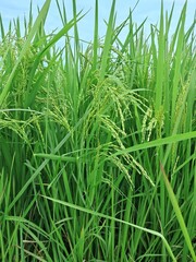 the beginning of rice
