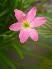 Fototapeta premium The image shows a Pink Rain Lily, also known as Zephyranthes grandiflora or Pink Fairy Lily