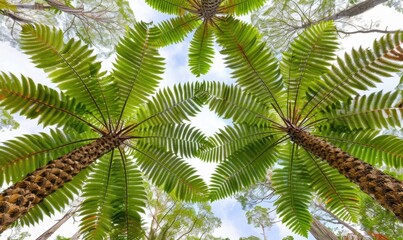 Fototapeta premium Symmetrical fern trees overhead canopy tropical forest exploration