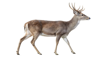 Fototapeta premium Whitetailed deer walking isolated on transparent background, a graceful animal